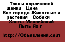 Таксы карликовой щенки › Цена ­ 20 000 - Все города Животные и растения » Собаки   . Ханты-Мансийский,Пыть-Ях г.